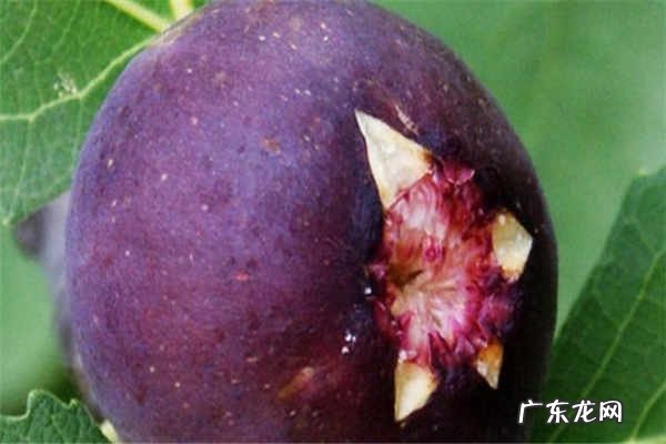 糖尿病能吃什么水果适合糖尿病吃的10种水果