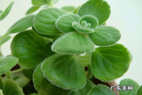 碰碰香的养殖方法怎么养长的旺盛