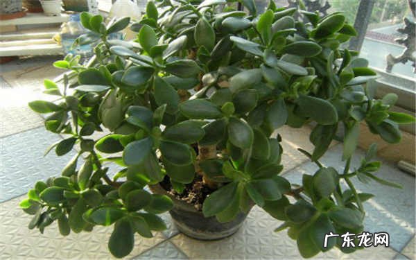 玉树放在家里吉祥吗家里养玉树好不好