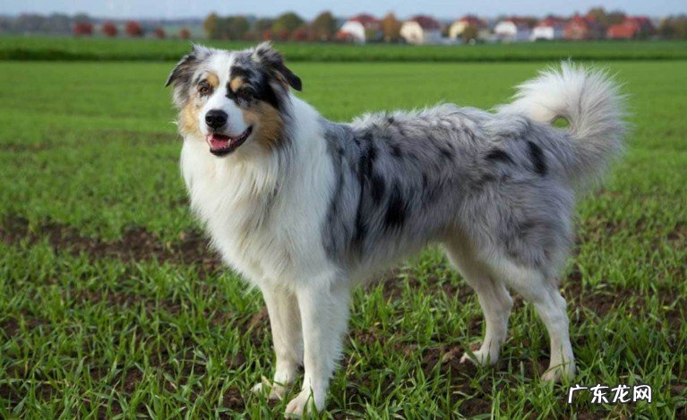 世界上最小的十大牧羊犬品种有哪些？