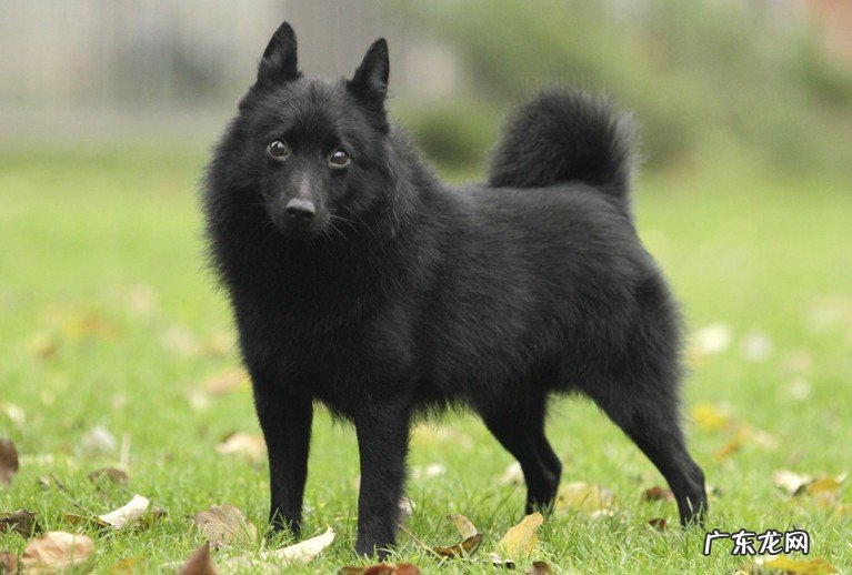 世界上最小的十大牧羊犬品种有哪些？