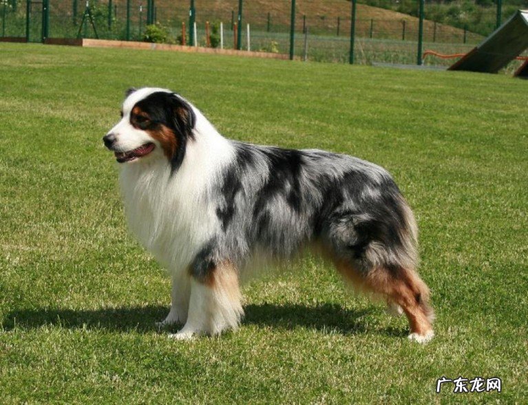 世界上最小的十大牧羊犬品种有哪些？