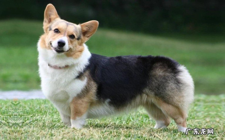 世界上最小的十大牧羊犬品种有哪些？