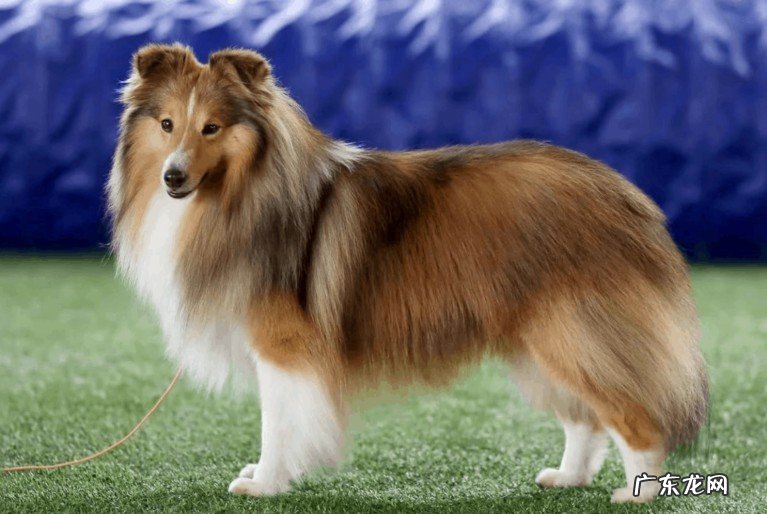 世界上最小的十大牧羊犬品种有哪些？