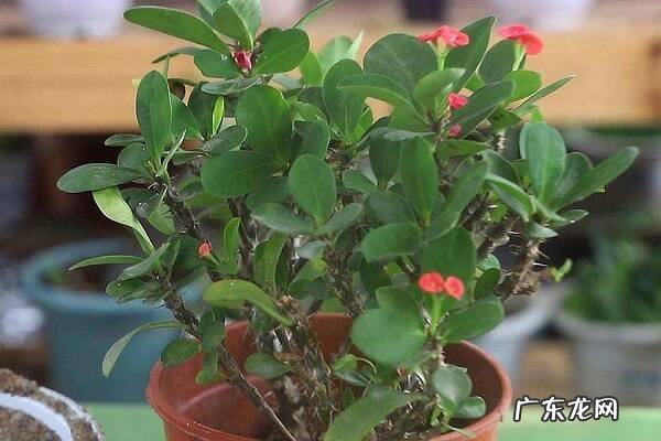 虎刺梅有毒吗家里能养吗