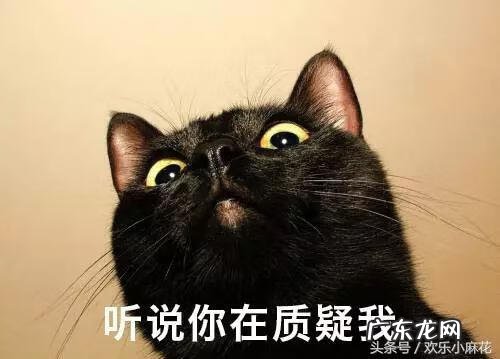 黑猫风水上怎么说 风水学中黑色的猫是什么