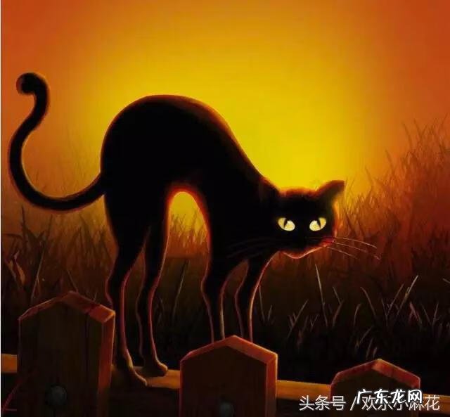 黑猫风水上怎么说 风水学中黑色的猫是什么