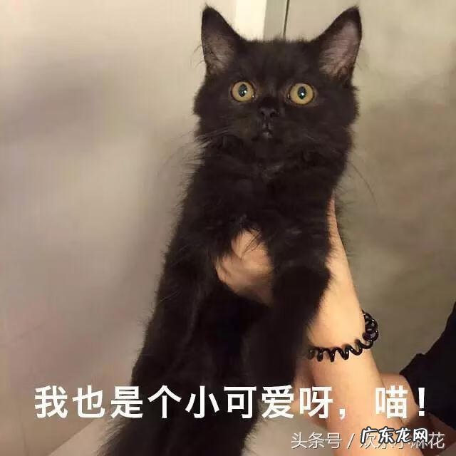 黑猫风水上怎么说 风水学中黑色的猫是什么