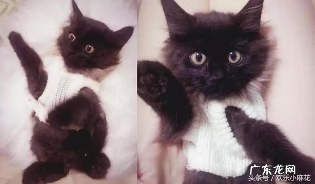 黑猫风水上怎么说 风水学中黑色的猫是什么