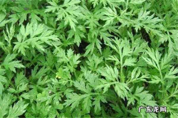 女人用艾叶泡脚的好处注意事项有哪些