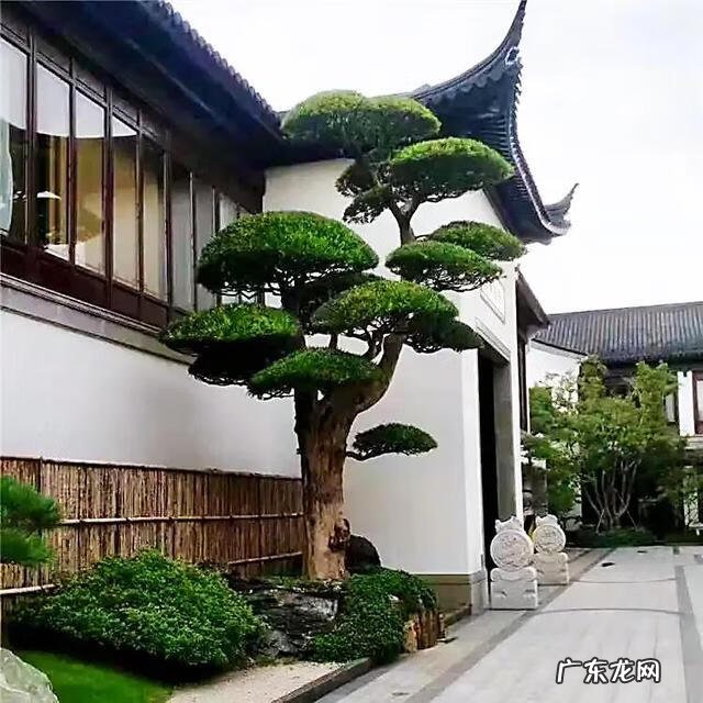 长寿树图片大全 种什么树风水长寿最好