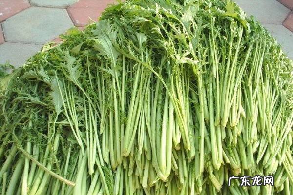 雪菜是什么菜和雪里蕻有什么区别