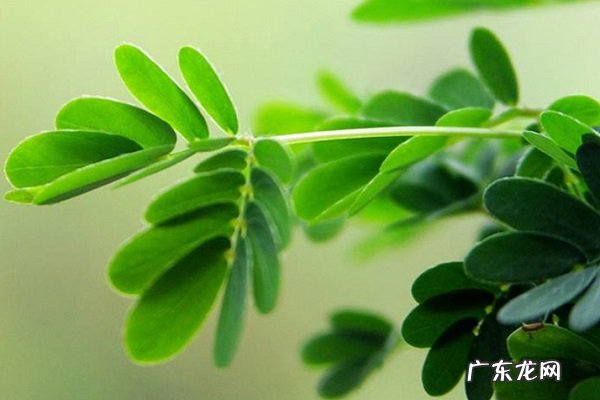 含羞草黄叶掉落怎么办叶子发黄补救解决方法