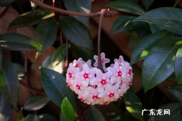 球兰黄叶掉落怎么办叶子发黄补救解决方法