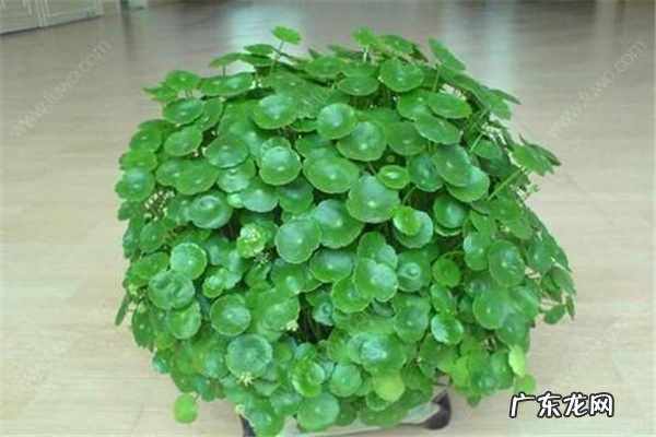 2020属虎的今年多大幸运植物和幸运花是什么