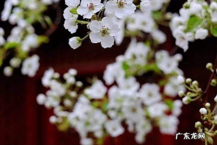 20首经典闺怨诗,每一首都悱恻动人,你最喜欢哪一首?