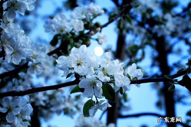 三位诗人的花月连珠诗,唐伯虎诗婉约,影响了红楼梦诗词