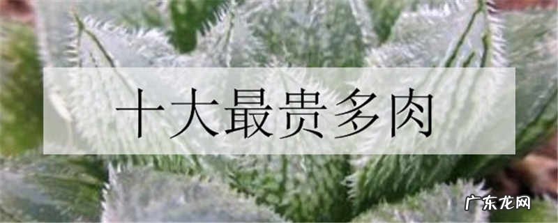 十大最贵多肉有哪些