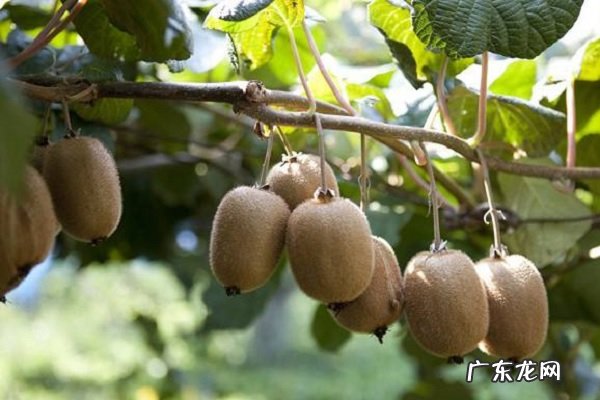 晚上吃猕猴桃会胖吗热量高不高