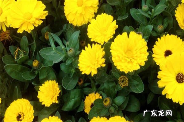 2020年12生肖运势解析十二属相幸运花