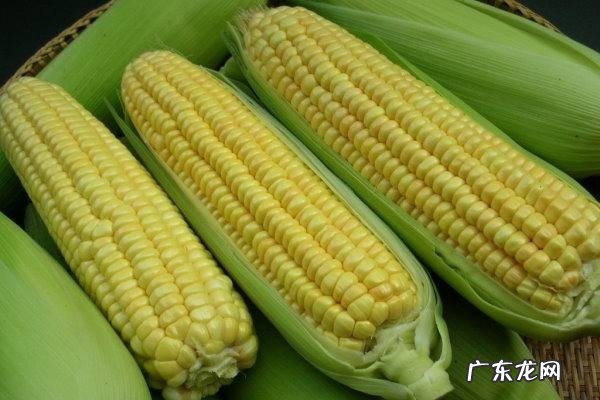 晚上吃玉米会胖吗可以起到减肥效果吗