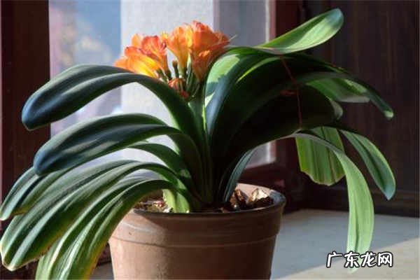 送男人什么礼物最难忘哪些花适合男生