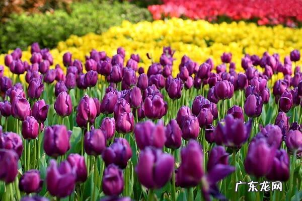 郁金香花语是什么意思代表了哪些含义