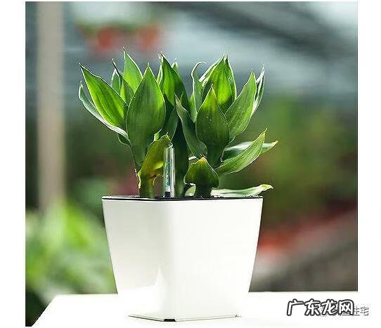 吉祥如意招财的微信名 招财大吉大利风水图解