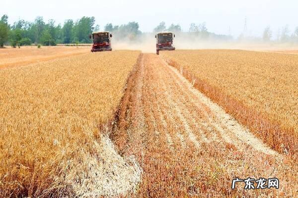 小麦什么时候播种盘点各地种植时间表
