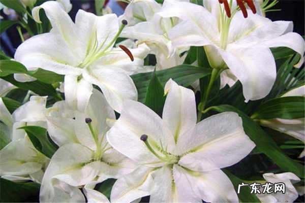 男人内心想收到的礼物送什么花好