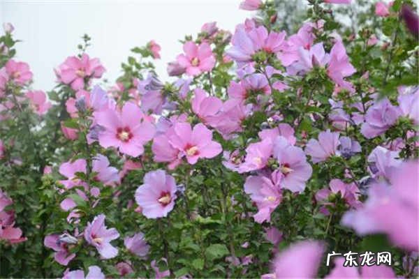 新潮的婴儿小名好听的花名