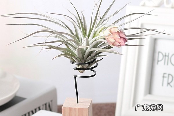 空气凤梨黄叶掉落怎么办叶子发黄补救解决方法