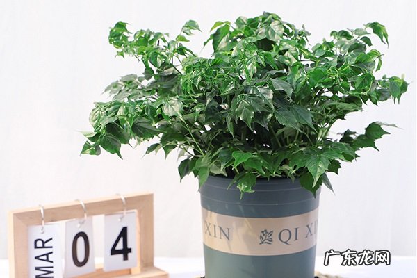 家养盆栽幸福树的养殖方法和注意事项是什么