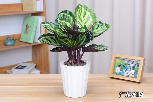 孔雀竹芋烂根了怎么办根烂怎么处理能救活