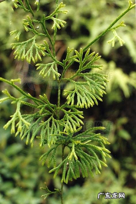 龙行天下风水经典案例 风水过江龙