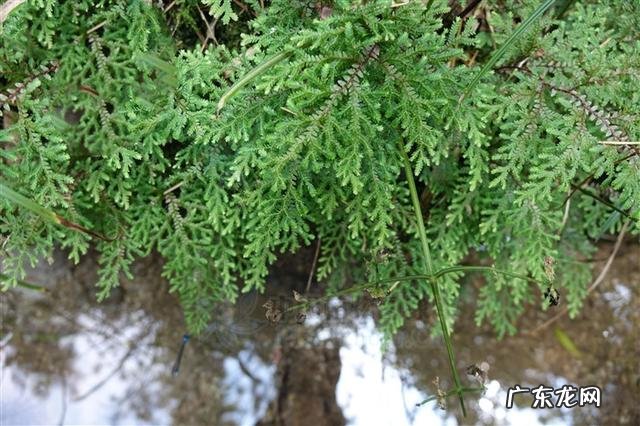 龙行天下风水经典案例 风水过江龙