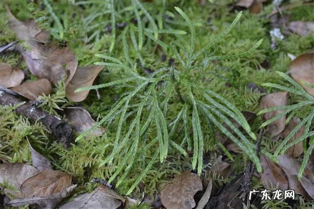 龙行天下风水经典案例 风水过江龙