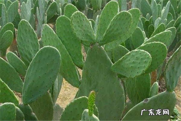 仙人掌的作用与功效需要注意什么