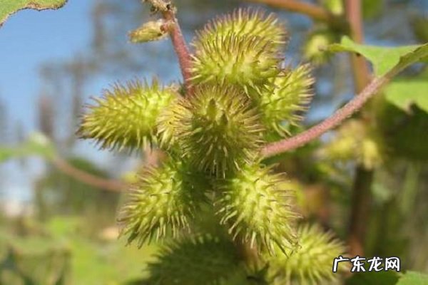 苍耳的种子是什么样子传播种子途径有哪些
