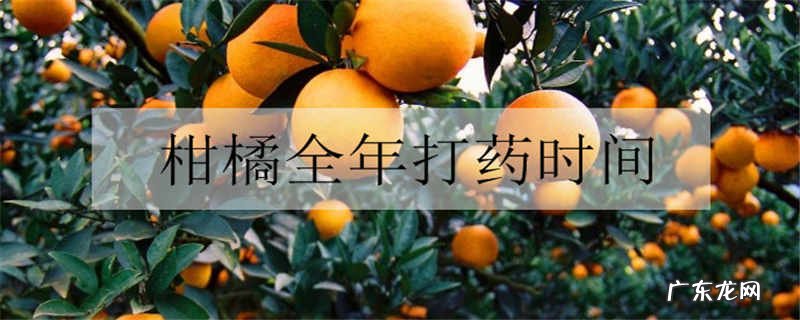 柑橘全年打药时间什么时候打药好