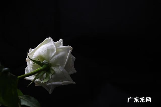 2013年端午节是几月几日 2013年端午节是哪一天