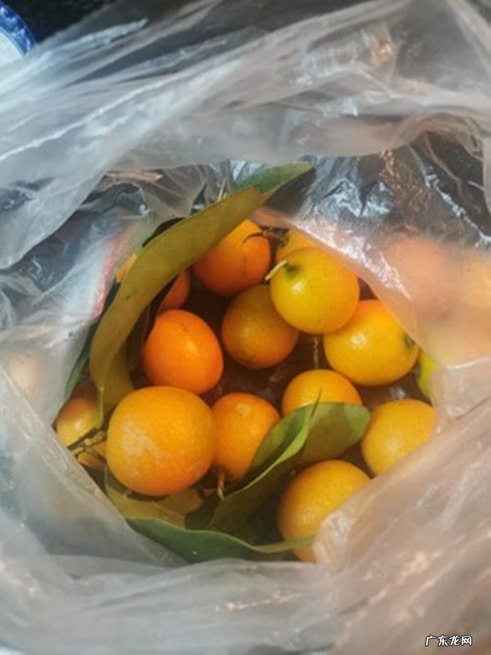 金桔冰糖止咳的功效 金桔冰糖止咳的做法窍门