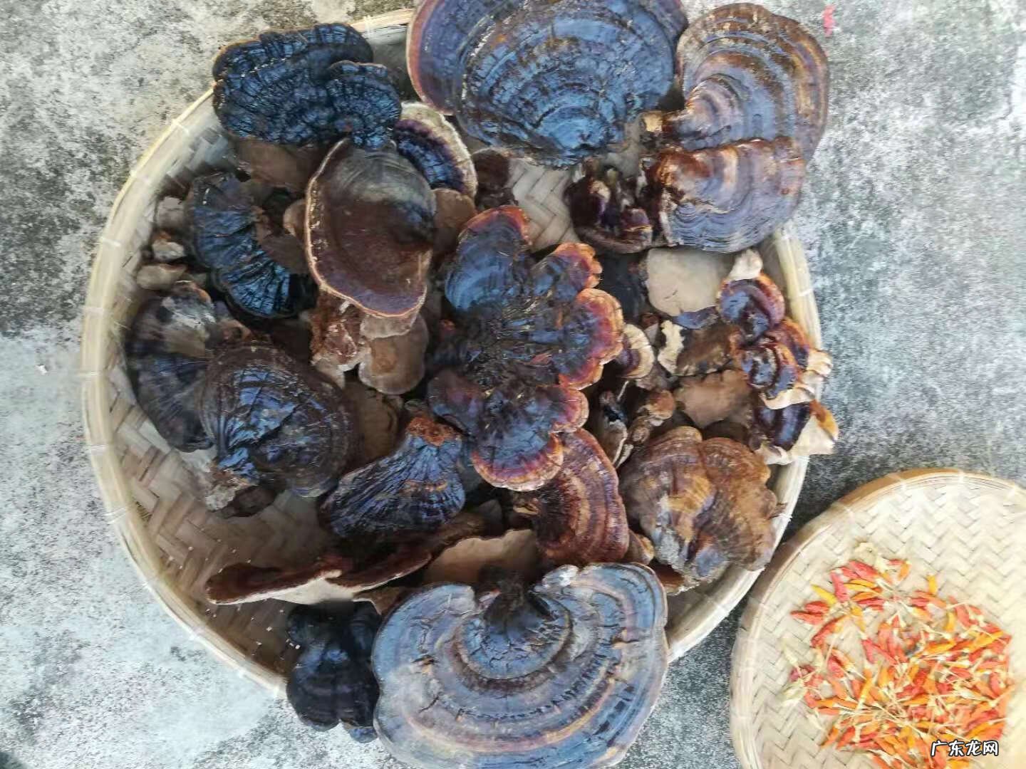 野生灵芝作用及功能主治 野生灵芝怎么保存