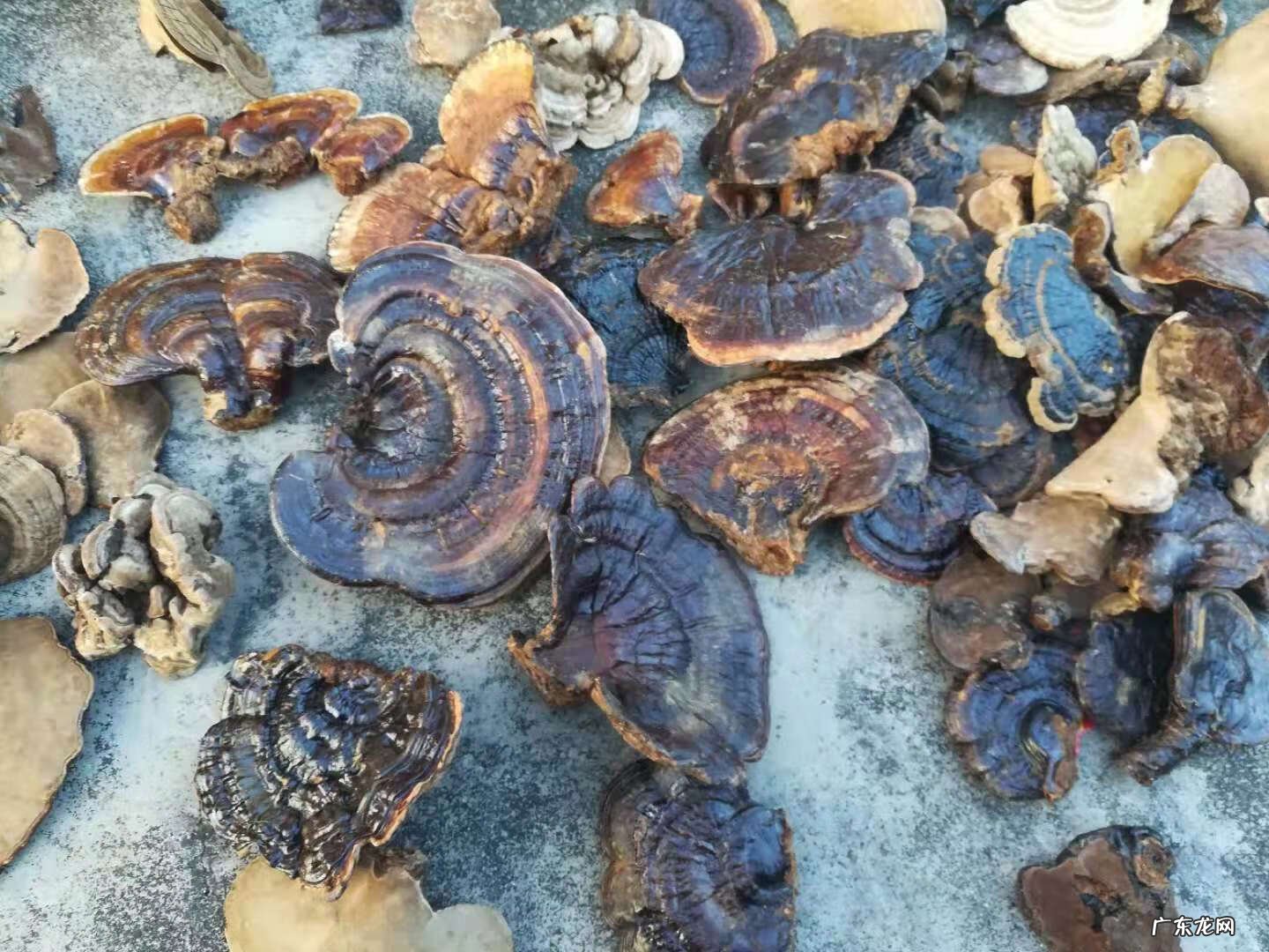 野生灵芝作用及功能主治 野生灵芝怎么保存