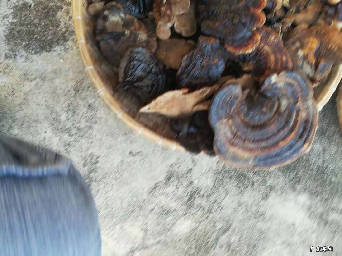 野生灵芝作用及功能主治 野生灵芝怎么保存