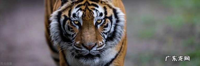 十首最佳一读就来“电”诗词，仓央嘉措绝美、东坡豪放