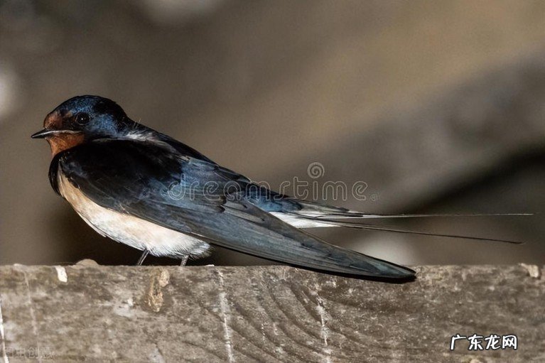 十首最佳一读就来“电”诗词,仓央嘉措绝美、东坡豪放