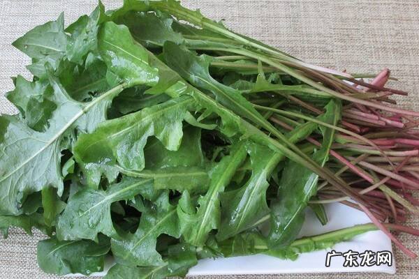 蒲公英的根和叶子功效一样吗