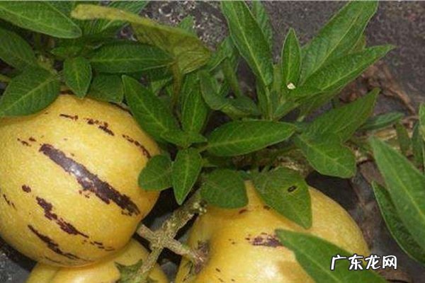 人参果怎么吃宝宝可以食用吗