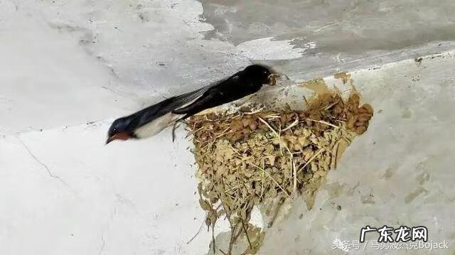 吉兆有哪些 风水中吉兆是什么意义